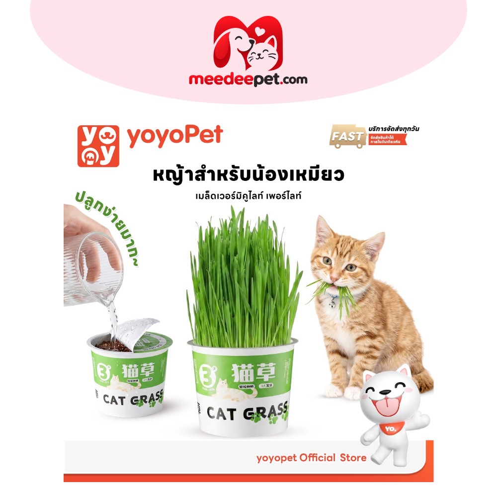 yoyopet : หญ้าแมว ชุดปลูกข้าวสาลี ชุดหญ้าออร์แกนิคพร้อมปลูก วิตามินแมว สำหรับหมา,แมว,หนู,กระต่ายฯลฯ