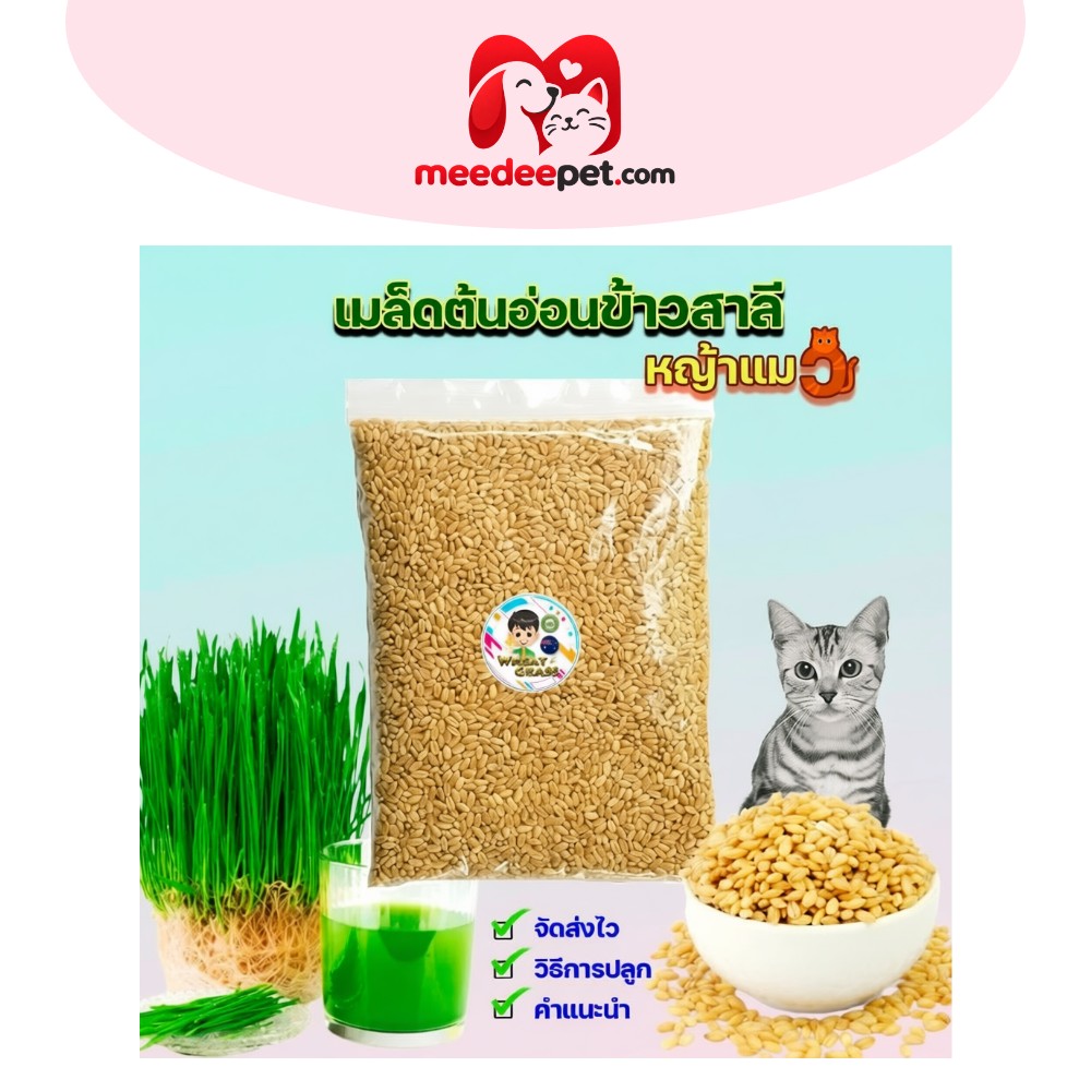 เมล็ดข้าวสาลี ขนาด 500 กรัม เกรดนำเข้า หญ้าแมว อัตราการงอกสูง Aus Wheat