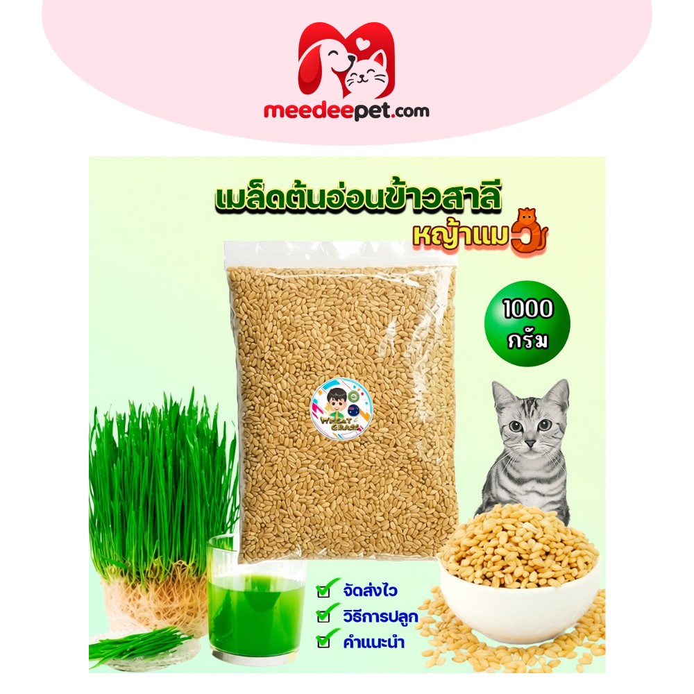 เมล็ดข้าวสาลี 1 กิโลกรัม เกรดนำเข้า อัตราการงอกสูง หญ้าแมว ปลอดสารพิษ สำหรับสัตว์เลี้ยง