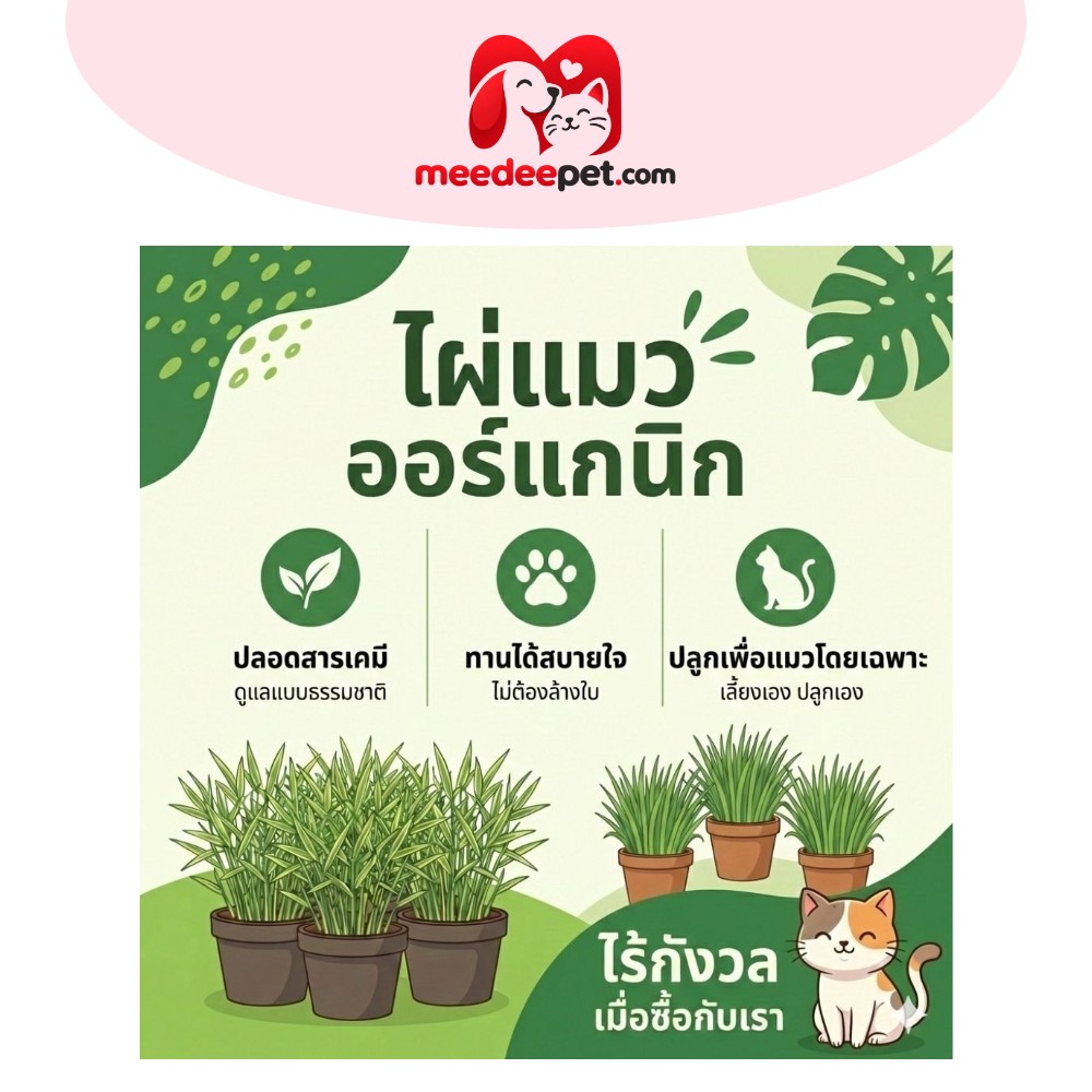 ไผ่แมว แบบพร้อมทาน นำไปวางให้สัตว์เลี้ยงได้ทันที หลากหลายขนาด