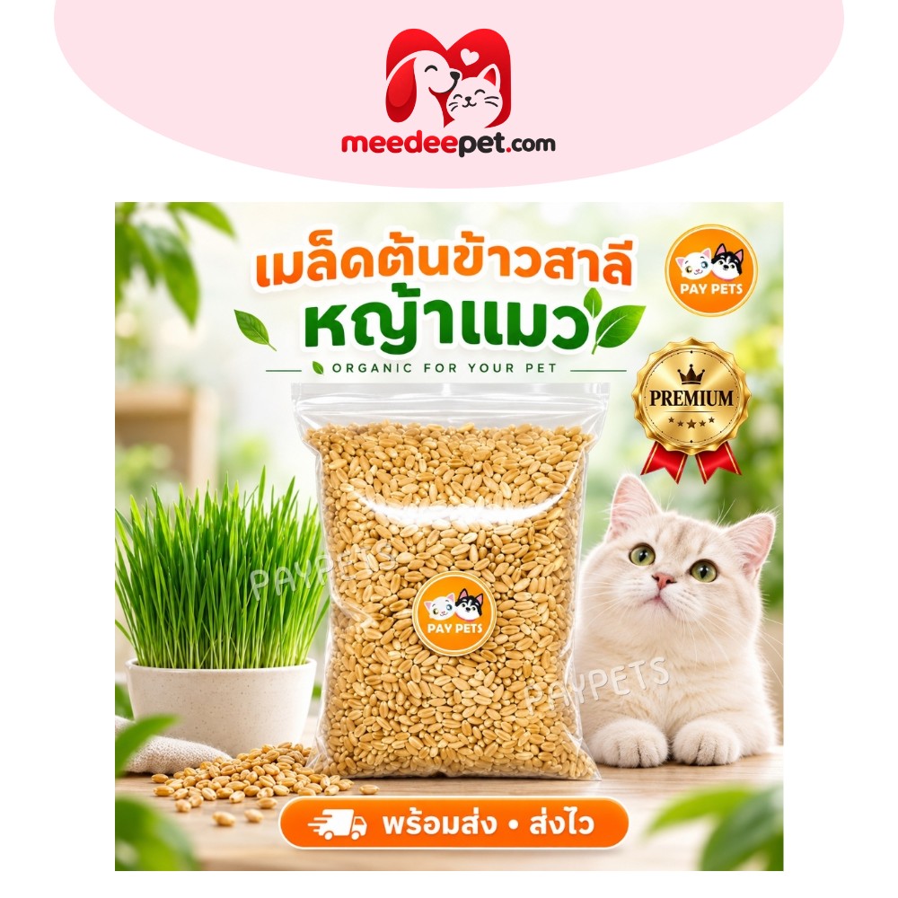 เมล็ดหญ้าแมวร่าเริง (แถมดินและคู่มือ) เมล็ดต้นอ่อนข้าวสาลี ปลูกง่ายโตไว Cat Grass ขับก้อนขน ลดกลิ่นปาก สินค้าคัดเกรด