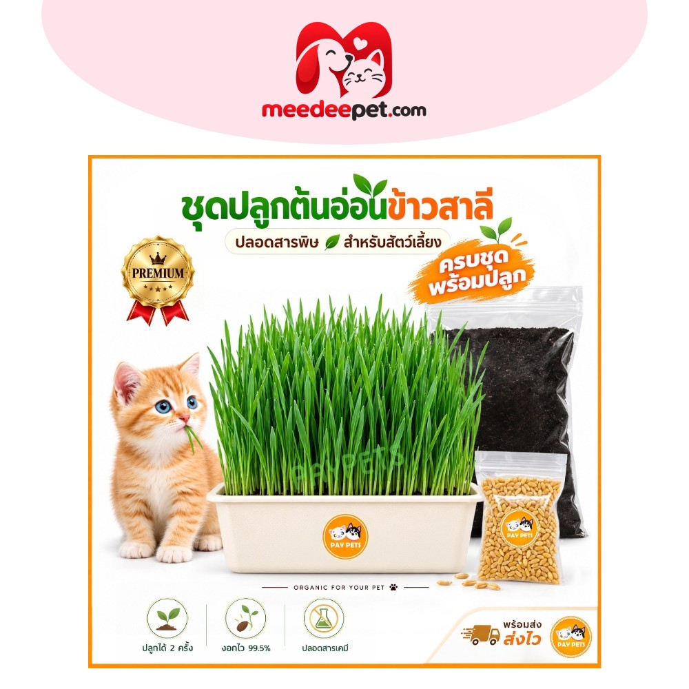 ชุดปลูกหญ้าแมว (โปรแถมเมล็ด+คู่มือ) ต้นอ่อนข้าวสาลีออร์แกนิก Cat Grass ขับก้อนขน ลดกลิ่นปาก ปลอดสารเคมี ปลูกง่าย โตไว